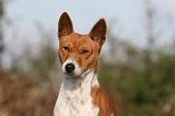 BASENJI 058